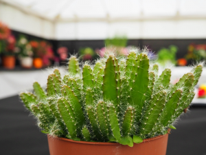 Section B - Flowers and Pot Plants